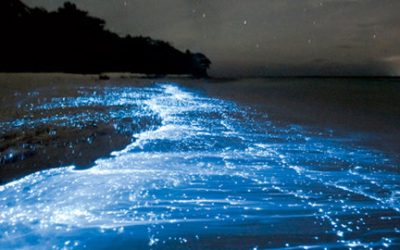 Fenomena Bioluminesensi, Kilau Ajaib di Pantai Malam Hari